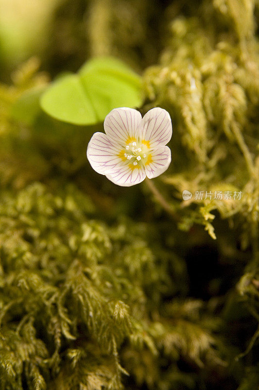 Common Wood-sorrel - Oxalis acetosella